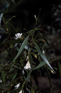 APII jpeg image of Eremophila santalina  © contact APII