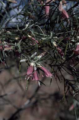 APII jpeg image of Eremophila stenophylla  © contact APII