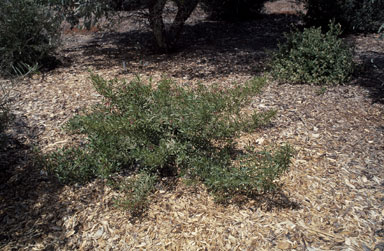 APII jpeg image of Eremophila tetraptera  © contact APII