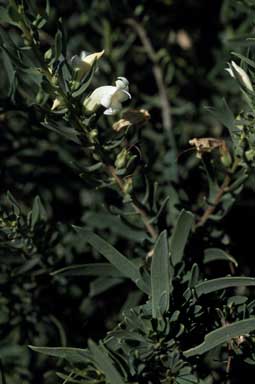 APII jpeg image of Eremophila tetraptera  © contact APII