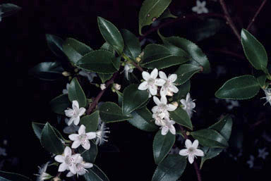 APII jpeg image of Myoporum viscosum  © contact APII