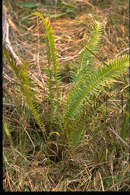 APII jpeg image of Blechnum cartilagineum  © contact APII