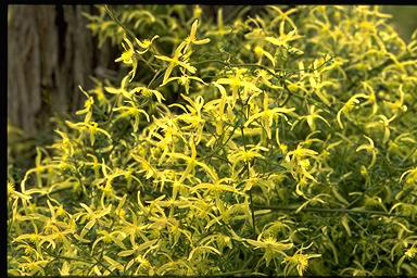 APII jpeg image of Clematis leptophylla  © contact APII