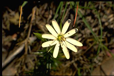 APII jpeg image of Stellaria pungens  © contact APII