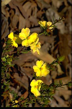 APII jpeg image of Hibbertia calycina  © contact APII