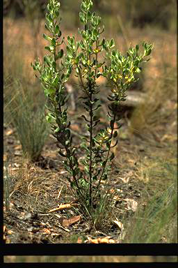 APII jpeg image of Persoonia rigida  © contact APII