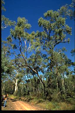 APII jpeg image of Eucalyptus bridgesiana  © contact APII