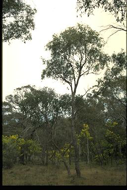 APII jpeg image of Eucalyptus dives  © contact APII