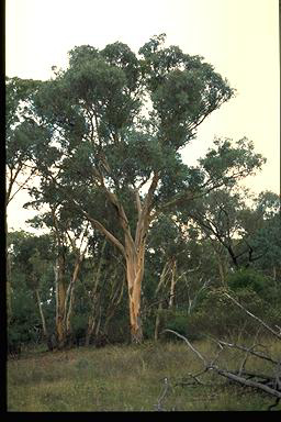 APII jpeg image of Eucalyptus polyanthemos  © contact APII