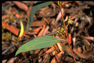 APII jpeg image of Eucalyptus rossii  © contact APII