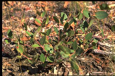 APII jpeg image of Eucalyptus macrorhyncha  © contact APII