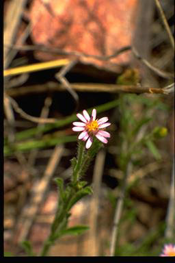 APII jpeg image of Vittadinia cuneata  © contact APII