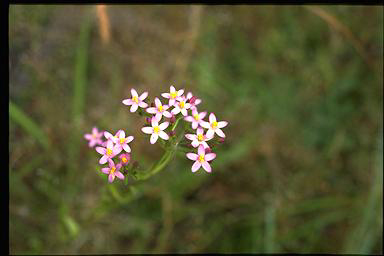 APII jpeg image of Centaureum erythraea  © contact APII