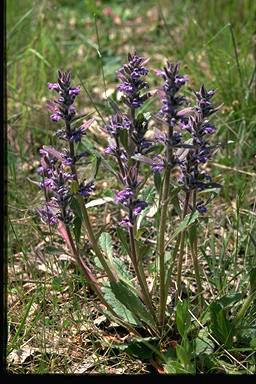 APII jpeg image of Ajuga australis  © contact APII