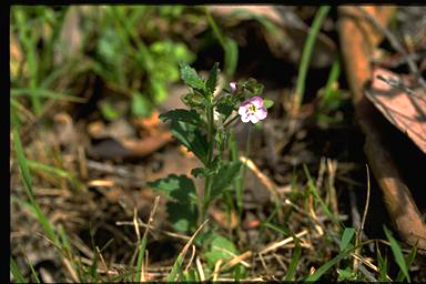 APII jpeg image of Veronica calycina  © contact APII