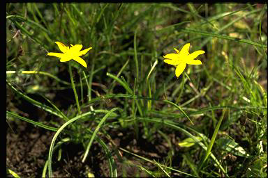 APII jpeg image of Hypoxis hygrometrica subsp. villosissepala  © contact APII