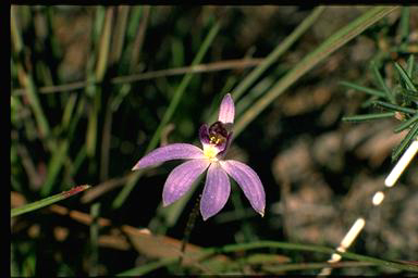 APII jpeg image of Caladenia caerulaea  © contact APII