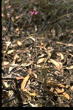 APII jpeg image of Caladenia congesta  © contact APII