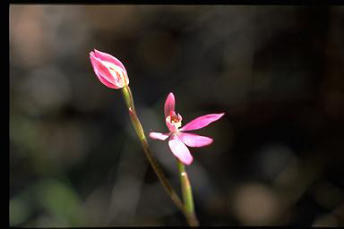 APII jpeg image of Caladenia carnea  © contact APII