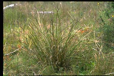 APII jpeg image of Lepidosperma laterale  © contact APII