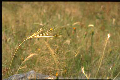 APII jpeg image of Elymus scaber var. scaber  © contact APII