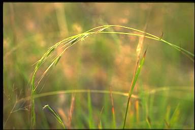 APII jpeg image of Microlaena stipoides  © contact APII