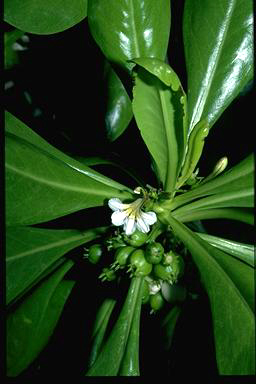 APII jpeg image of Scaevola sericea  © contact APII