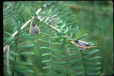 APII jpeg image of Grevillea caleyi  © contact APII