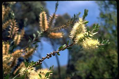 APII jpeg image of Callistemon pallidus  © contact APII