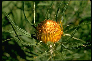 APII jpeg image of Banksia formosa  © contact APII