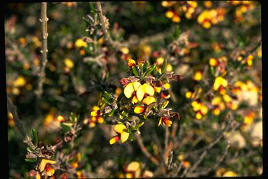 APII jpeg image of Aotus pseudoprocumbens MS  © contact APII