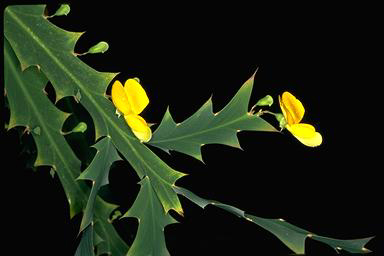 APII jpeg image of Bossiaea bossiaeoides  © contact APII