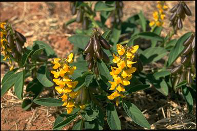 APII jpeg image of Crotalaria novae-hollandiae  © contact APII