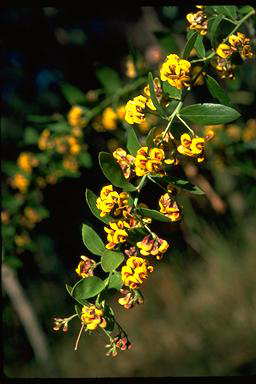 APII jpeg image of Daviesia elliptica  © contact APII