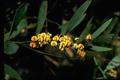 APII jpeg image of Daviesia laevis  © contact APII