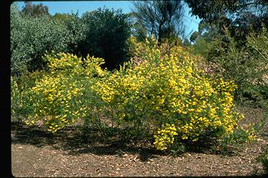 APII jpeg image of Goodia lotifolia  © contact APII