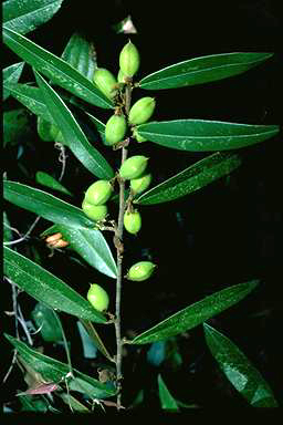 APII jpeg image of Hovea elliptica  © contact APII