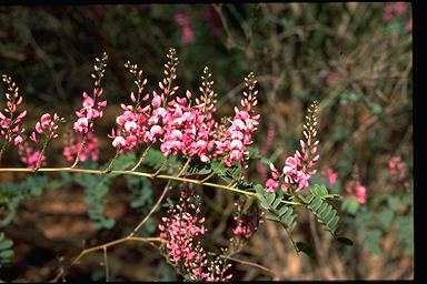 APII jpeg image of Indigofera australis  © contact APII