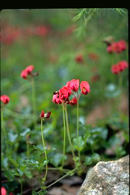 APII jpeg image of Kennedia microphylla  © contact APII