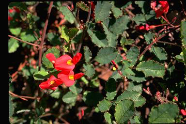 APII jpeg image of Kennedia prostrata  © contact APII