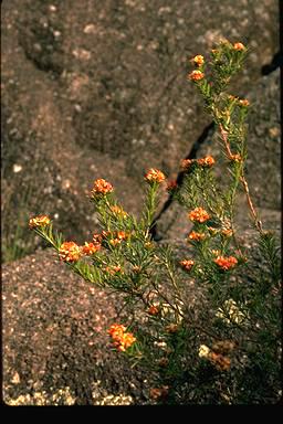 APII jpeg image of Mirbelia confertiflora  © contact APII