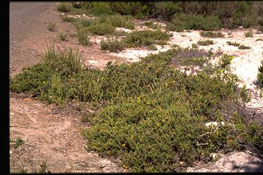 APII jpeg image of Pultenaea acerosa  © contact APII