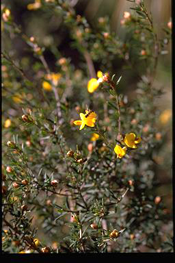 APII jpeg image of Pultenaea benthamii  © contact APII