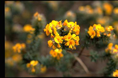 APII jpeg image of Pultenaea canescens  © contact APII