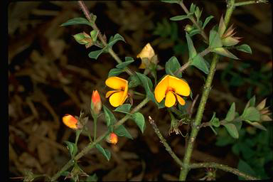 APII jpeg image of Pultenaea spinosa  © contact APII