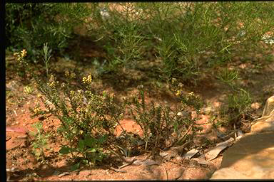 APII jpeg image of Pultenaea elachista  © contact APII