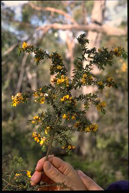 APII jpeg image of Pultenaea graveolens  © contact APII