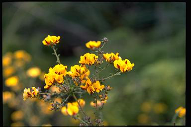 APII jpeg image of Pultenaea gunnii  © contact APII