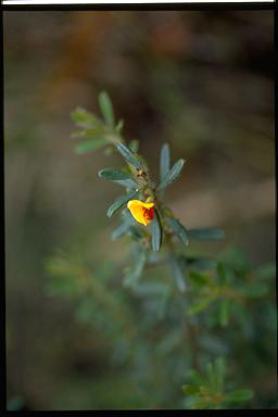 APII jpeg image of Pultenaea hartmanii  © contact APII