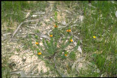 APII jpeg image of Pultenaea humilis  © contact APII